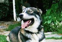 Cómo lograr que nuestro perro permanezca en un lugar determinado