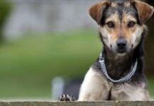 Deteniendo a tu perro