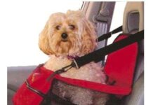 Consejos al Comprar Online Productos para Perros