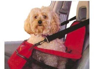 Consejos al Comprar Online Productos para Perros
