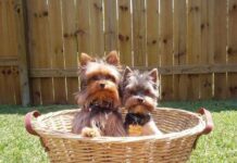 Fotografías de Perros Yorkshire Terrier