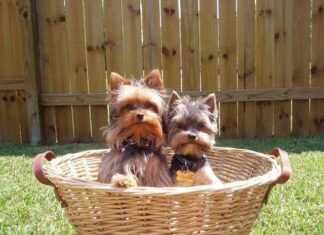 Fotografías de Perros Yorkshire Terrier
