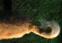 El movimiento de la cola de tu perro