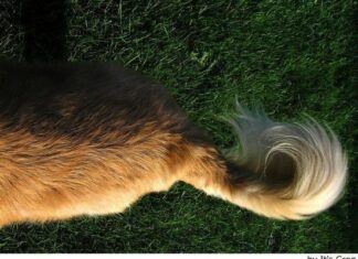 El movimiento de la cola de tu perro