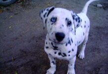 Problemas de comunicación con el perro