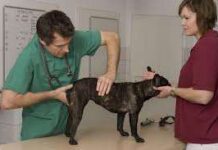 Problemas de rigidez articular en el perro