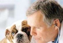 Enseñar a nuestro perro nuevas habilidades