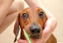 Dientes en perfecto estado