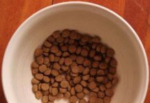 ¿Cuál es el mejor pienso para mi perro?