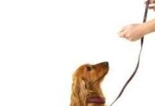 Hablando con tu perro