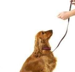 Hablando con tu perro
