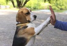 Petardos, tormentas…Soluciona su miedo