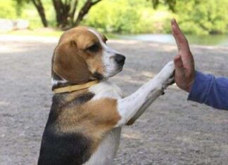 Trucos con las patas de tu perro
