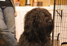 El perro de agua o barbet