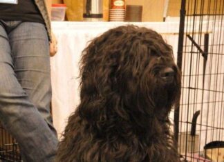 El perro de agua o barbet