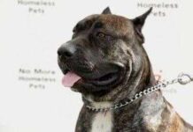 El Poderoso Perro Dogo Canario