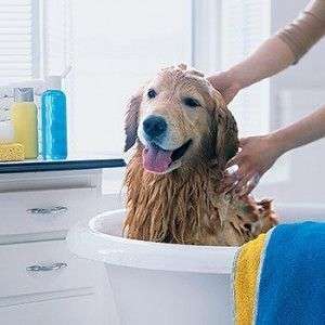 como bañar a mi perro