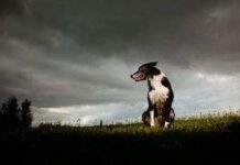 Conocer mejor a los perros