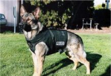 Los perros Labradores