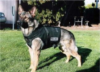 Perros Guardianes para Cuidar la Casa o de Personas