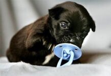 Cuidar de Cachorros Recién nacidos