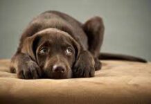 Cómo Reconocer una Lesión en una Pata