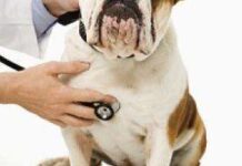 ¿Tendrá Cura la Diabetes en los Perros?