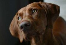 ¿Qué te quiere decir tu perro?, aprende a entenderlo