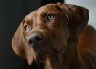 ¿Qué te quiere decir tu perro?, aprende a entenderlo