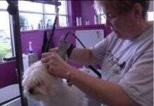 La importancia del corte de pelo para el perro La importancia del corte de pelo para el perro