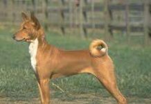 Conoce el perro Basenji