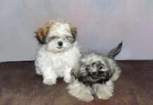 Los perros Shih-tzu