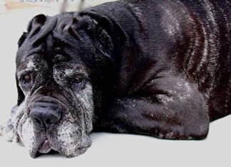 ¿Cómo detectar los signos de envejecimiento en nuestro perro? Consejos para cuidar a tu compañero fiel ¿Cómo detectar los signos de envejecimiento en nuestro perro? Consejos para cuidar a tu compañero fiel