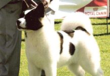 El Akita japones-americano