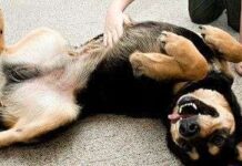 Lección 8: Conociendo el carácter perruno