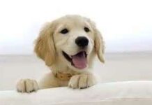 Curso: Cómo criar un cachorro