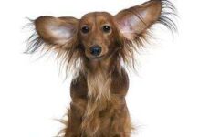 Cómo prevenir y curar la otitis en tu perro