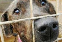 Lección 2: La adopción por encima de la compra