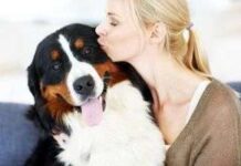 ¿Es posible que los perros sufran alzheimer?