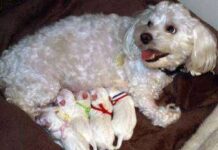 Lección 3: Lactancia Lección 3: Lactancia