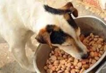 Logrando que tu perro inapetente coma