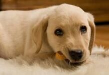 No compres, ¡adopta!