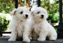 Cómo calcular la edad de tu perro