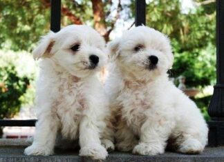 Cómo calcular la edad de tu perro