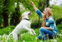 Trucos para que tu perro baje de peso