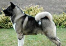 Los besos prohibidos a tu perro