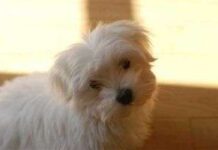 ¿Qué Hacer Si Tu Perro Come Algo Tóxico? Guía de Primeros Auxilios 🐾⚠️ Un Bichón maltés en casa: conoce sus cuidados básicos