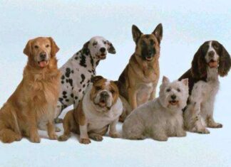 Por qué tener un perro