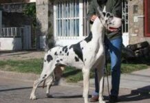 Razas de perros que no producen alergias