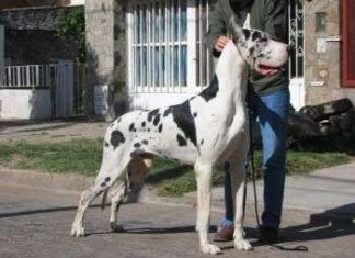 Razas de perros que no producen alergias